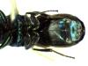 Chrysis chrysostigma